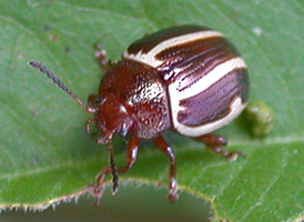 Double-toothed Leaf Beetle